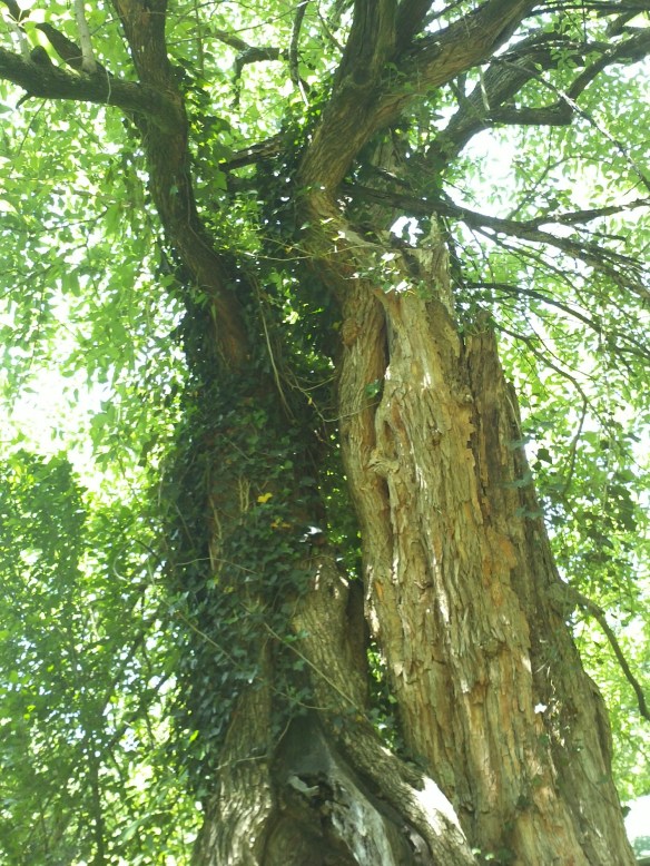 Faulkner-Osage-Orange